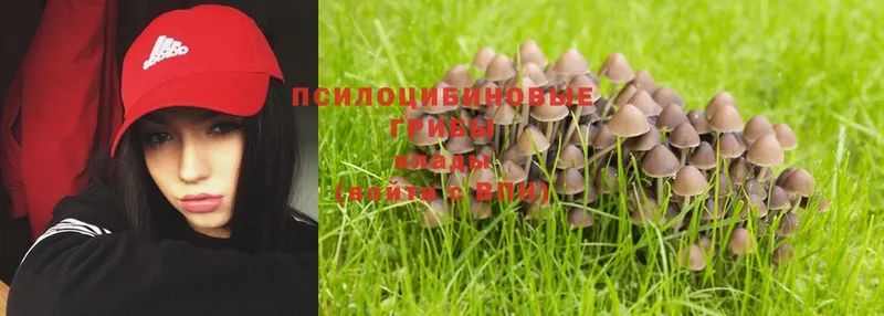 Псилоцибиновые грибы Psilocybe  Бабаево 